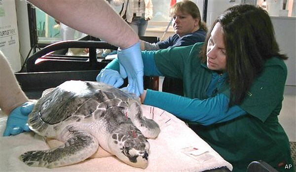 Cape Cod Acupuncturist Gives Aid to Stranded Sea Turtles