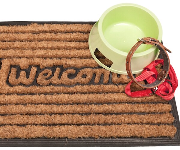 Dog's Too Nice for One Owner, Perfect for Another