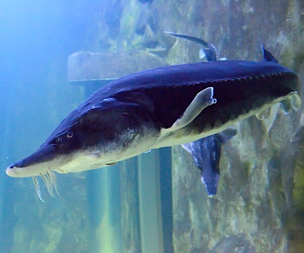 a sturgeon swims in the ocean