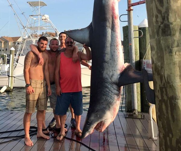 New Jersey Shark at 926 Pounds Sets Record 