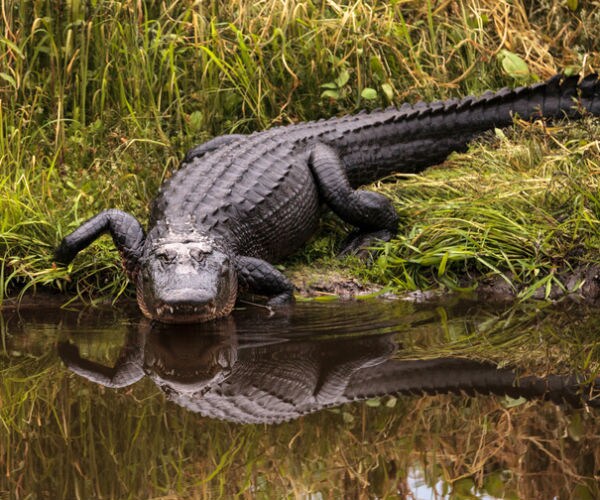 Alligator Found in Pennsylvania Backyard Was Probably Pet: Officials
