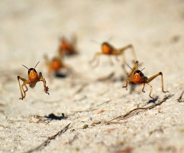 Locust Swarms of Biblical Proportions Imminent in Egypt