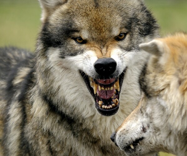 Wolf Kills a Cow in California, First Time in 100 Years