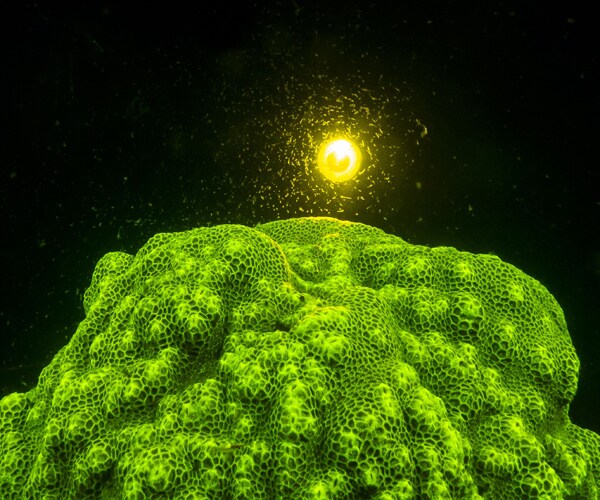 Corals Glow in the Dark to Stay Alive
