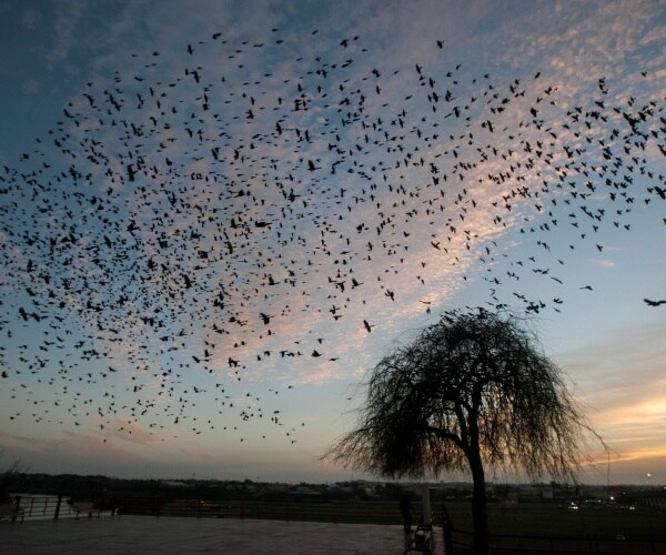 birds migrate in texas over a tree