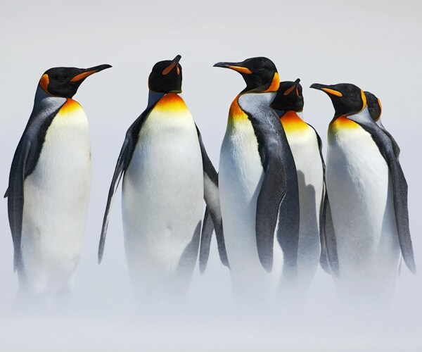Antarctica King Penguins Threatened by Warmer Habitat