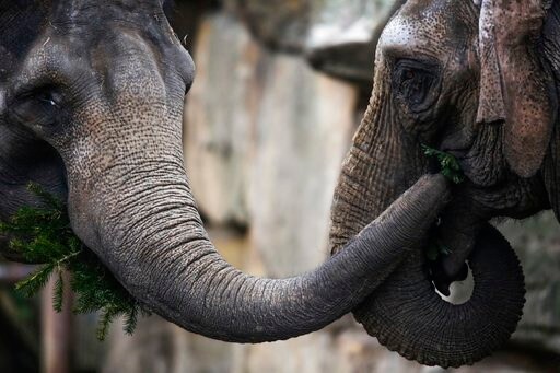 Zoo Elephants eat Berlin's Leftover Christmas Trees