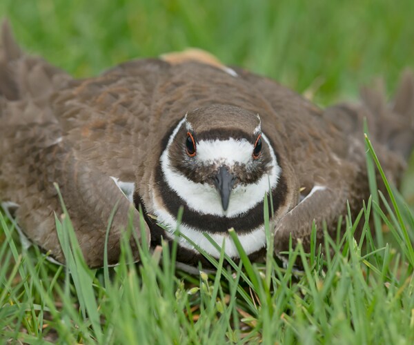Canada Bluesfest Delayed by Killdeer Nest