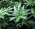 New York’s Leaders Agree to Legalize Pot Use