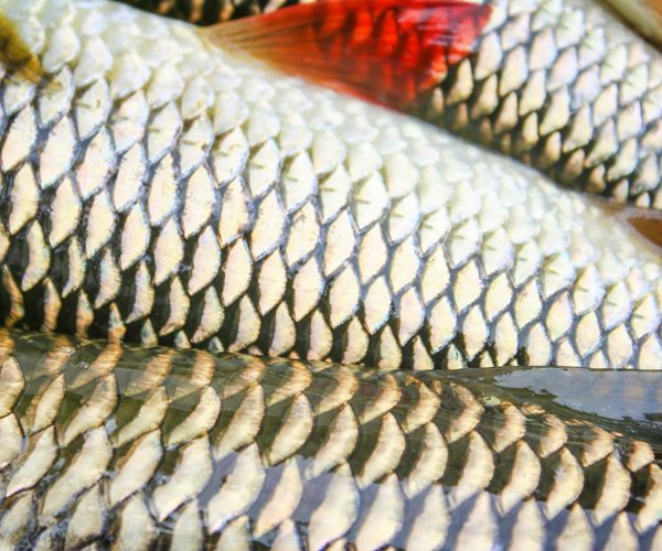 Fish Microbes Key in Battle Against Drug-Resistant Bacteria: Study