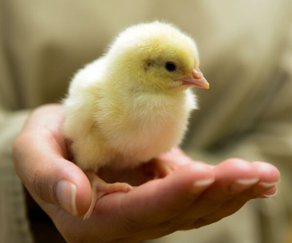 Tyson Foods to Invest $320M in New Chicken Plant in Kansas