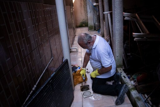 In Rio, Rife With Dengue, Bacteria-Infected Mosquitoes Are Making a Difference