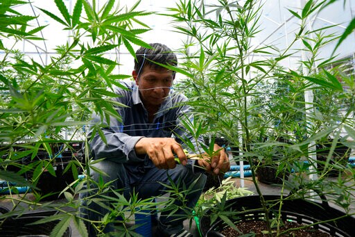 Thailand Decriminalizes Marijuana, but Not the Strong Stuff