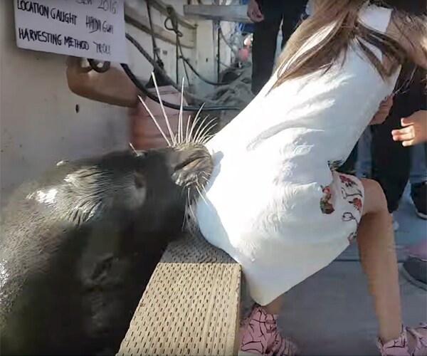 Richmond British Columbia Sea Lion Girl Treated for Risk of Infection