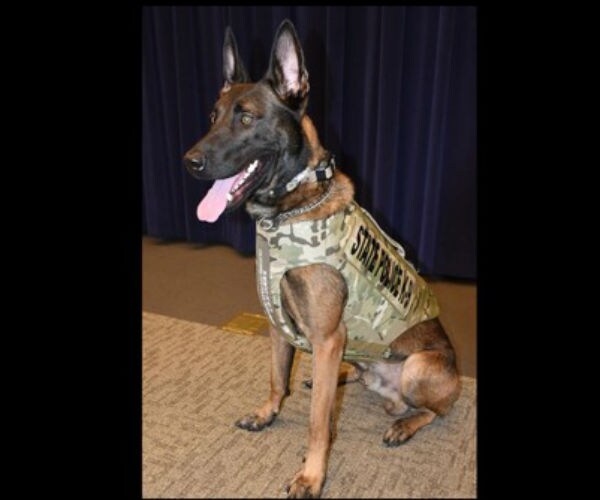 New York State Police K-9 Dies in Friendly Fire Incident