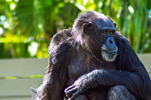 Rights Group: NY Judge Granted Personhood to Research Chimps