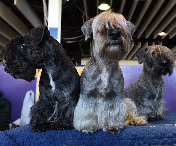 Westminster Dog Show Advances to Final Day