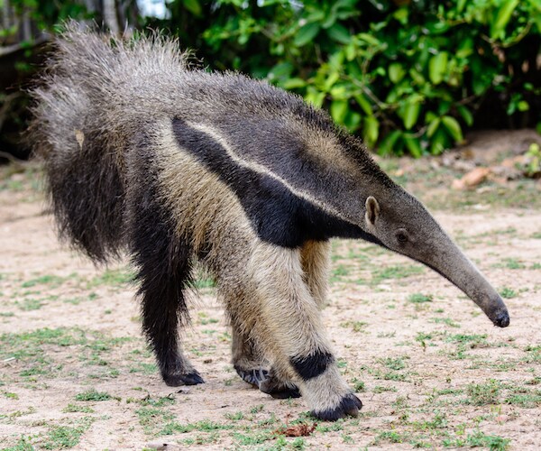 Stuffed Anteater? Photo Award Winner Disqualified for Fake Animal