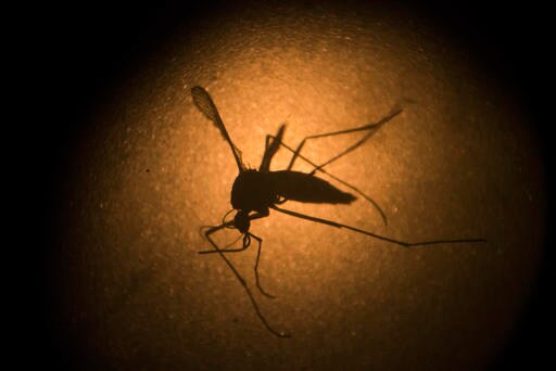 UN: Science Counters 'emotional Concerns' about Zika in Rio