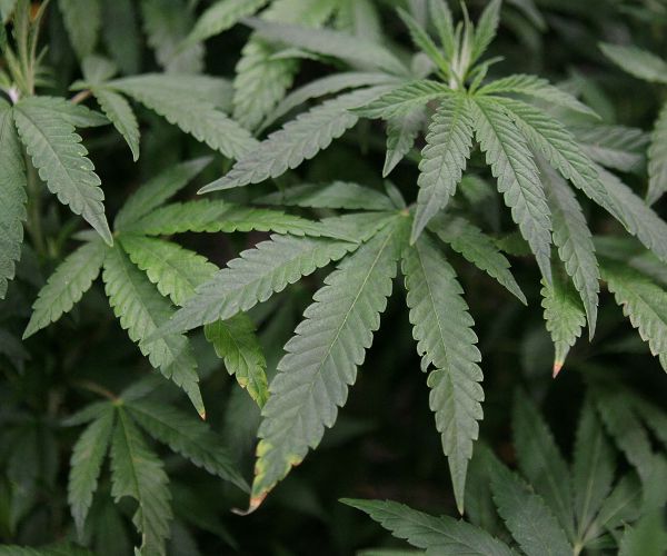 Cops Find $24 Million in Suspect's Wall During Miami Drug Investigation