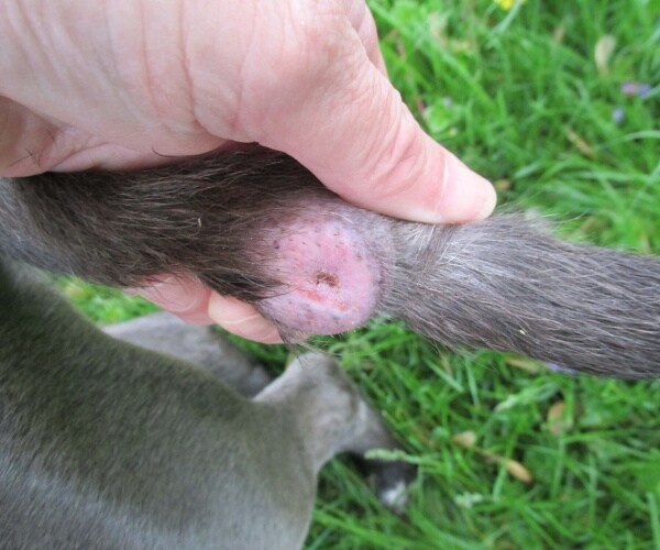 tumor on a dog's tail