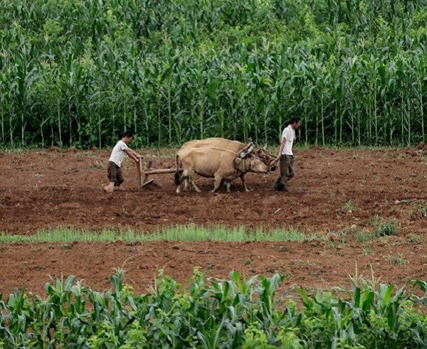 North Korea Drought, Worst in 15 Years, Stacked Atop Sanctions