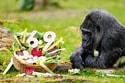 Fatou, the World's Oldest Gorilla Living in Captivity, Celebrates Her 69th Birthday at Berlin Zoo