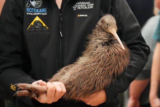 A Citizen Campaign Returns Iconic Kiwi Birds to New Zealand's Capital after a Century-long Absence