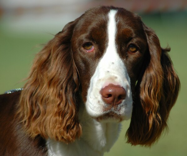 Tia Vargas, Dog Boomer Friends for Life After She Carried Injured Pooch Down Mountain