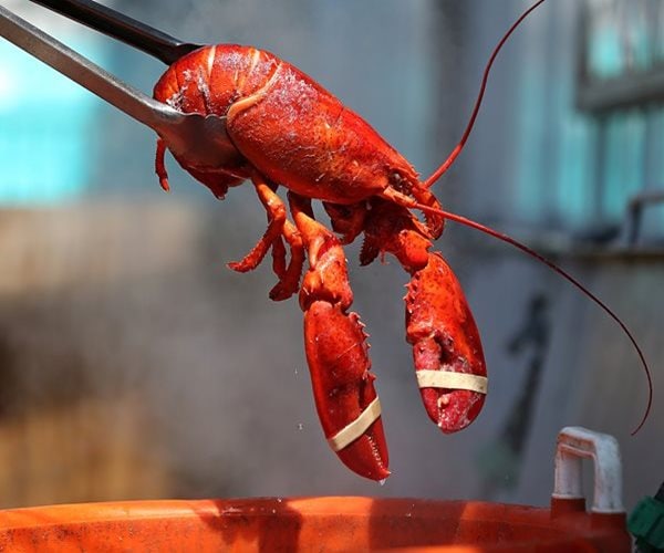 Oysters, Crab & $400K of Lobster Stolen in New England