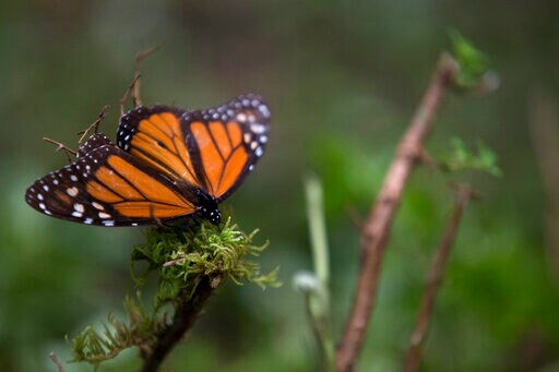 Monarch Population up 144 Pct at Mexico Wintering Grounds