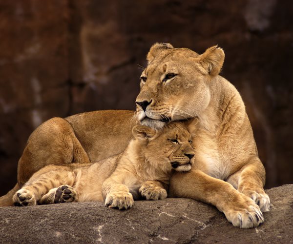 Woman Loses Arm in Lion Attack at Australian Zoo | Newsmax.com