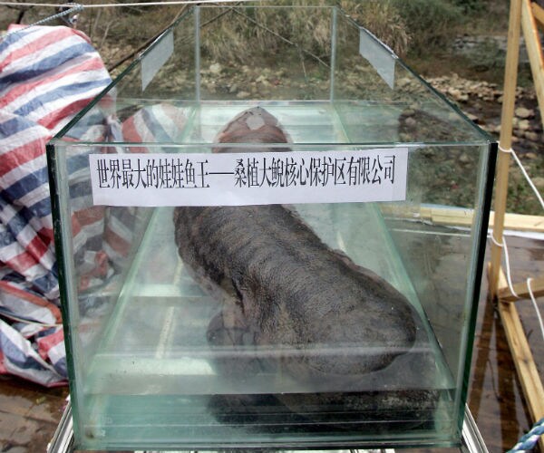 Giant Chinese Salamander Facing Imminent Extinction, New Study Says