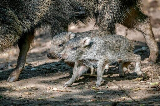 2 Rare Mammals, Chacoan Peccaries, Born in Prague Zoo