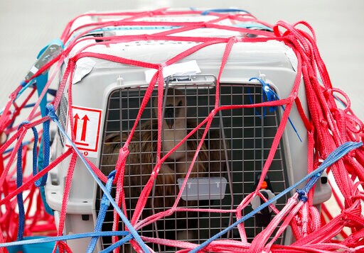 Serbia Griffon Vulture Flown Back Home from Turkey