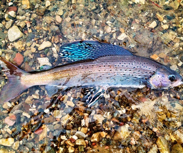 US Wildlife Agency Rejects Protections for Rare Fish Species