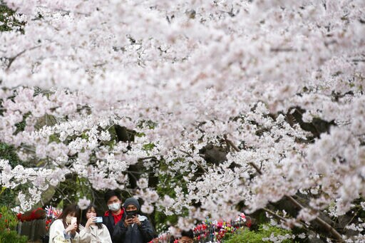 Japan Enjoys Cherry Blossom Season Despite COVID-19 Worries