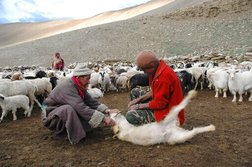 India-China Himalayan Standoff Deadly for Cashmere Herds
