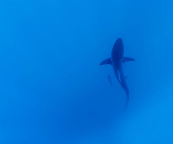 Shark Kills Swimmer in Sydney's First Fatal Attack in Decades