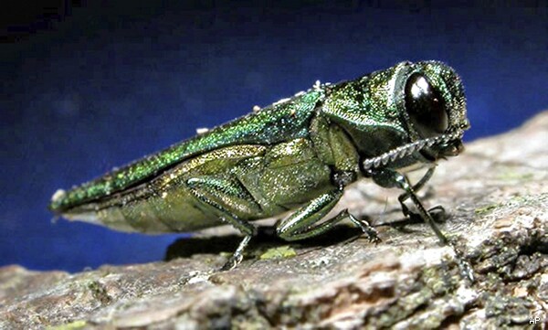 Ash Borer Beetle, Destructive to Trees, Spreading in US, Canada