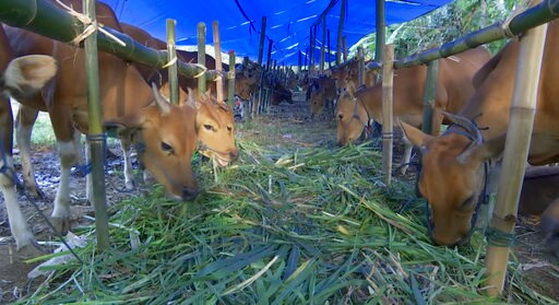 Moo-ving Tale: Race to Save Bali Cows from Volcanic Oblivion
