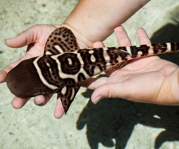 Zebra Shark Gives Birth Without Male