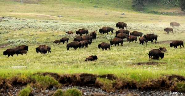 Yellowstone Bison Could Launch New Herds With No Risk to Cattle — Study 