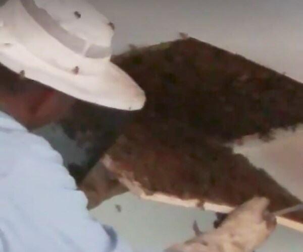 120,000 Bees, Giant Honeycomb Found in Ceiling of Georgia Home