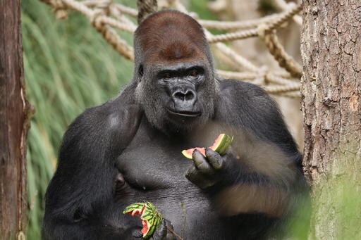 London Zoo Calls Gorilla Escape 'minor'; Others See Risks