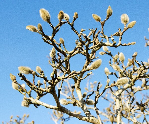 Mississippi Flag: Magnolia Could Replace Old Rebel Symbol