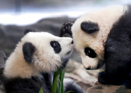 Berlin Zoo's Panda Twins Take Their 1st Public Tumbles