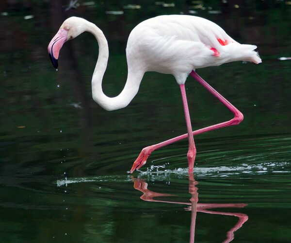 Escaped Flamingo Sighted 13 Years Later in Texas