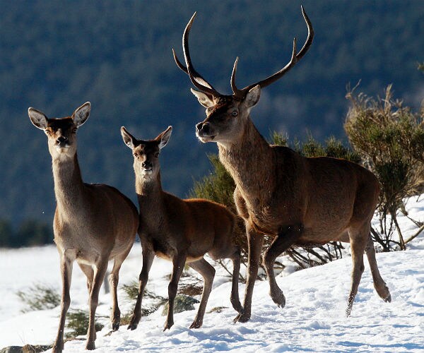 NIH to Control Campus Deer Population By Giving Them Ovariectomies