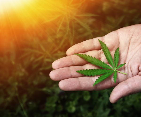 GrowGeneration Emerges as Best Cannabis Stock of 2020